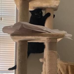 Meet your Posher, Maya